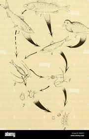 Image result for Rutilus caspicus