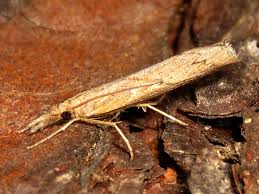 Attēlu rezultāti vaicājumam “Pediasia contaminella”