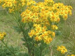 Attēlu rezultāti vaicājumam “Jacobaea vulgaris”