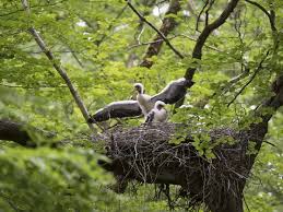 Attēlu rezultāti vaicājumam “Ciconia nigra nest”
