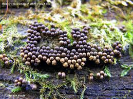 Attēlu rezultāti vaicājumam “Hemitrichia clavata macro”