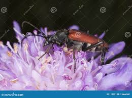 Attēlu rezultāti vaicājumam “Anastrangalia sanguinolenta”