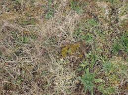 Attēlu rezultāti vaicājumam “Weissia brachycarpa”