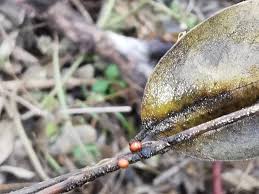 Attēlu rezultāti vaicājumam “Stemonitopsis typhina var. similis spores”