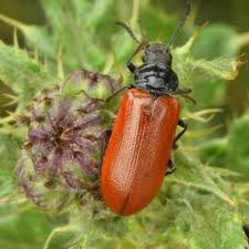 Attēlu rezultāti vaicājumam “Alleculidae”