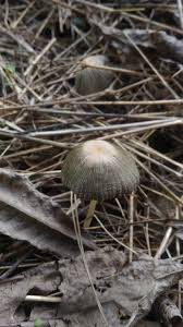 Attēlu rezultāti vaicājumam “Coprinus sp.”