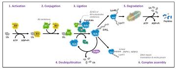 Image result for    ^   u   b N