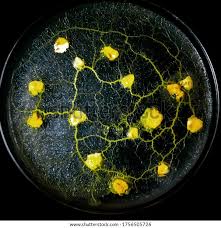 Attēlu rezultāti vaicājumam “Physarum conglomeratum”