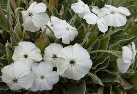 Image result for Lychnis coronaria alba