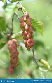 Attēlu rezultāti vaicājumam “Magnolia kobus fruit”