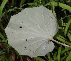 Attēlu rezultāti vaicājumam “Tussilago farfara leaf”