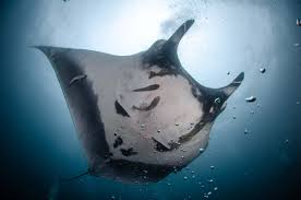 Image result for Mobula birostris