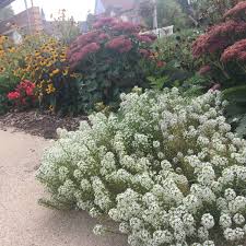 Image result for Alyssum diffusum