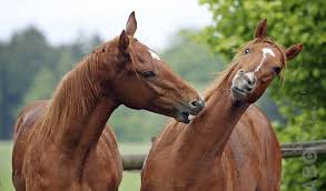 Afbeeldingsresultaat voor paarden