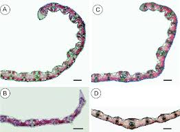 Attēlu rezultāti vaicājumam “Elytrigia repens leaf”