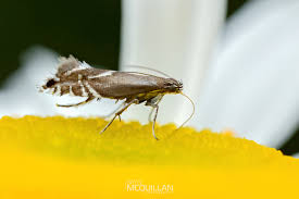 Attēlu rezultāti vaicājumam “Glyphipterigidae”