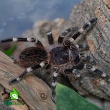 Znalezione obrazy dla zapytania geniculata