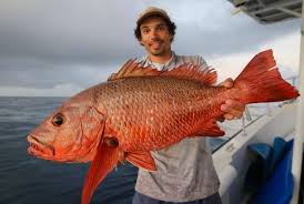 Image result for Lutjanus colorado