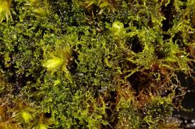 Attēlu rezultāti vaicājumam “Cephaloziella elachista”