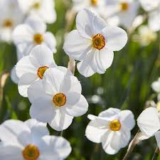 Attēlu rezultāti vaicājumam “Narcissus poeticus”