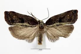 Attēlu rezultāti vaicājumam “Acleris cristana”