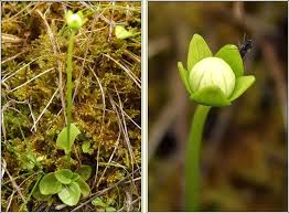 Attēlu rezultāti vaicājumam “Parnassia palustris leaf”