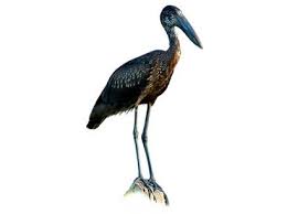 Attēlu rezultāti vaicājumam “Ciconia ciconia adult”