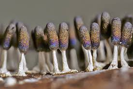 Attēlu rezultāti vaicājumam “Diachea leucopodia young”