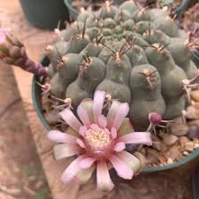 Image result for Gymnocalycium