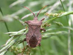 Attēlu rezultāti vaicājumam “Coreus marginatus”