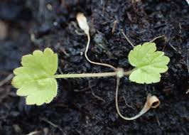 Attēlu rezultāti vaicājumam “Heracleum sphondylium subsp. sibiricum”