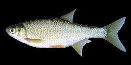 Image result for Mylopharodon conocephalus