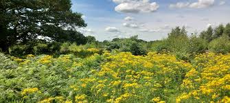 Attēlu rezultāti vaicājumam “Jacobaea vulgaris flower”