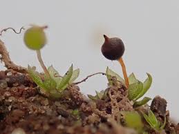 Attēlu rezultāti vaicājumam “Physarum orbis stalked”