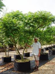 Attēlu rezultāti vaicājumam “Rhus typhina”