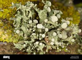 Attēlu rezultāti vaicājumam “Ramalina fastigiata”