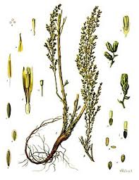 Image result for Artemisia vulgaris