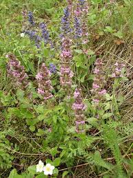 Attēlu rezultāti vaicājumam “Ajuga genevensis”