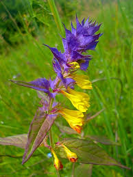 Attēlu rezultāti vaicājumam “Melampyrum nemorosum”