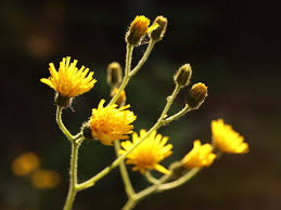 Attēlu rezultāti vaicājumam “Hieracium umbellatum bud”