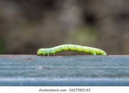 Attēlu rezultāti vaicājumam “Agriopis leucophaearia”