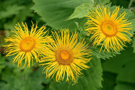 Image result for Telekia speciosa