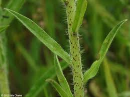 Attēlu rezultāti vaicājumam “Echium vulgare bud”