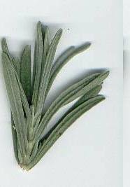 Attēlu rezultāti vaicājumam “Lavandula angustifolia leaf”