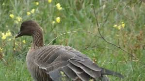 Attēlu rezultāti vaicājumam “Anser brachyrhynchus”