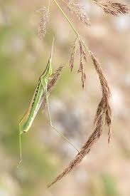 Attēlu rezultāti vaicājumam “Nepa cinerea imago”