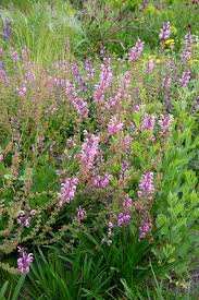 Image result for Salvia pratensis `Rose Rhapsody