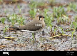 Image result for Glareola maldivarum