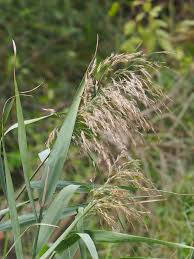 Attēlu rezultāti vaicājumam “Phragmites communis”