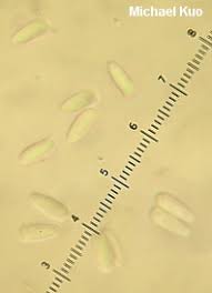 Attēlu rezultāti vaicājumam “Lepiota aspera”